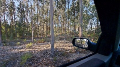 Forbidden Beach Affair: Wild Woods Fuckfest